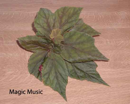 B. ‘Magic Music’